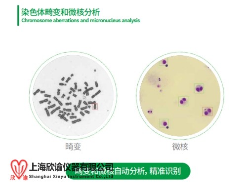 畸變和微核.jpg