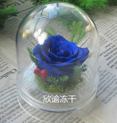 永生花冷凍干燥機實驗